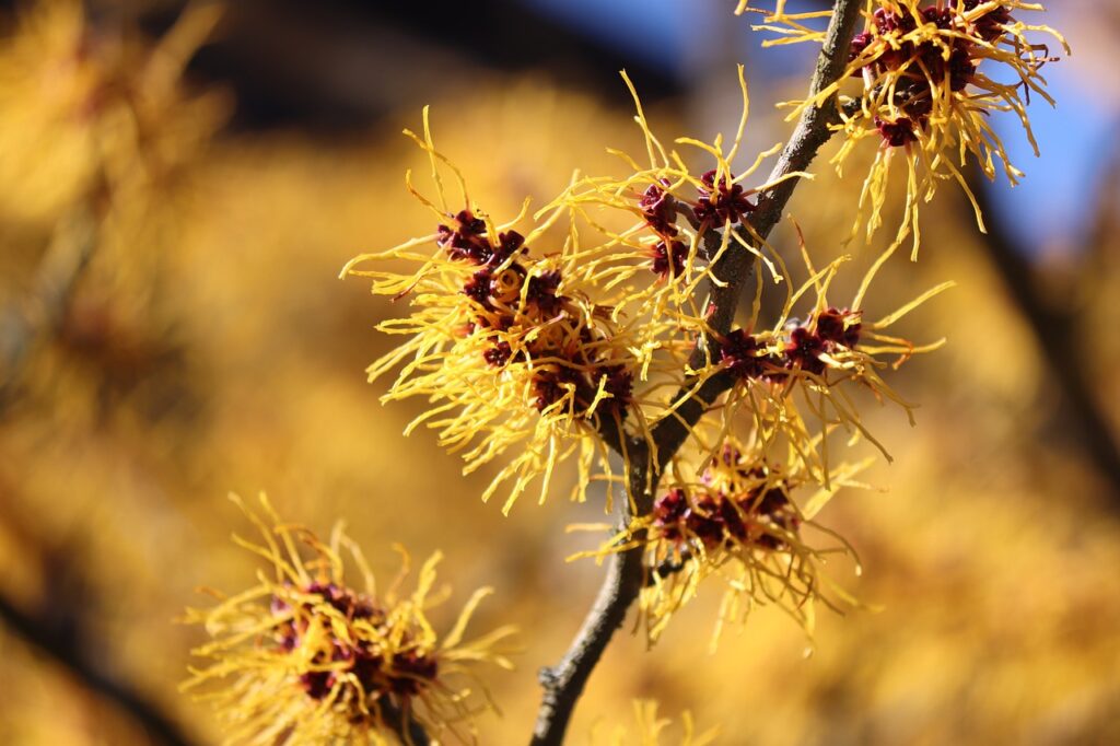  which hazel Your Skin's Balancing Act